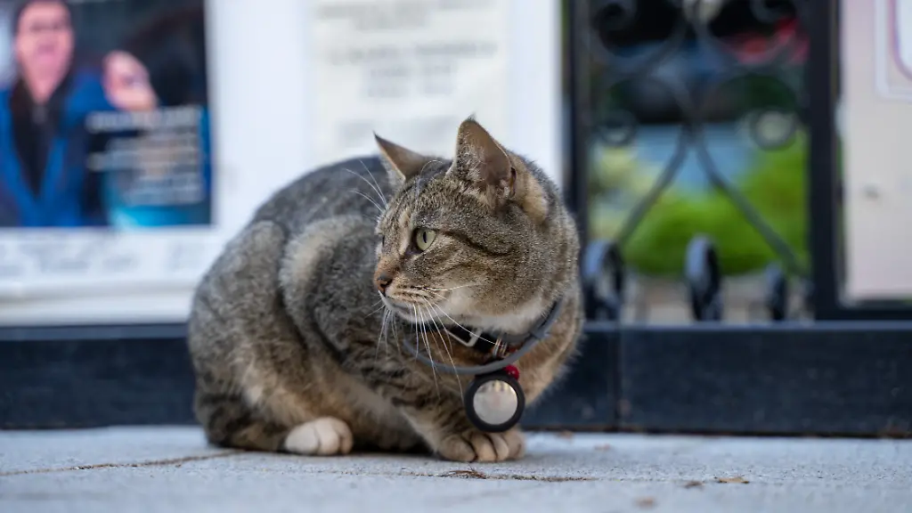 Symbolbild-Katze-mit-AirTag-auf-der-Promenade-in-Kolberg-14-07-2025-Katze-hat-am-Halsband-ein-Apple-AirTag-als-Ortungshilfe-und-sitzt-auf-einer-Promenade-in-Kolobrzeg-an-der-polnischen-Ostseekueste