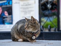 Symbolbild Katze Mit AirTag Auf Der Promenade In Kolberg 14 07 2025 Katze Hat Am Halsband Ein Apple AirTag Als Ortungshilfe Und Sitzt Auf Einer Promenade In Kolobrzeg An Der Polnischen Ostseekueste