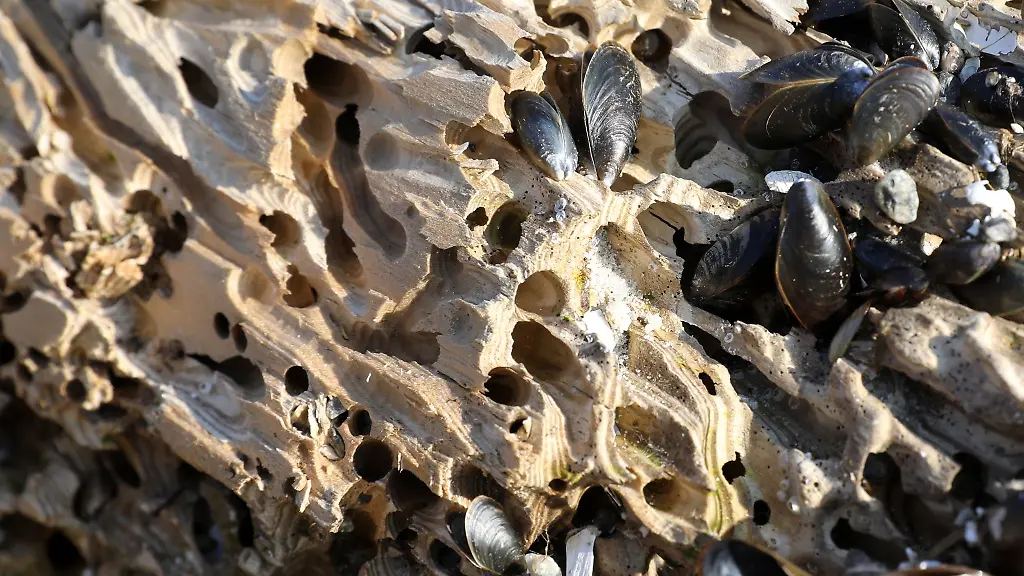 Die-Bohrmuschel-gilt-als-gefaehrlichster-Holzschaedling-im-Meer-hierzulande