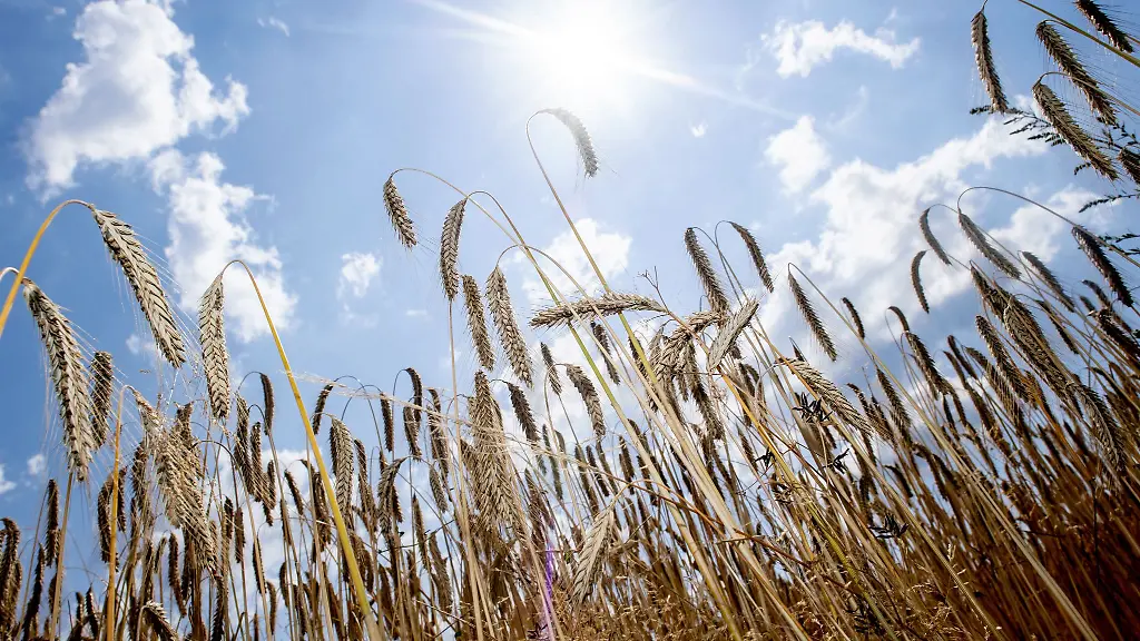Die-Landwirte-in-Niedersachsen-haben-Gerste-und-Weizen-eingebracht