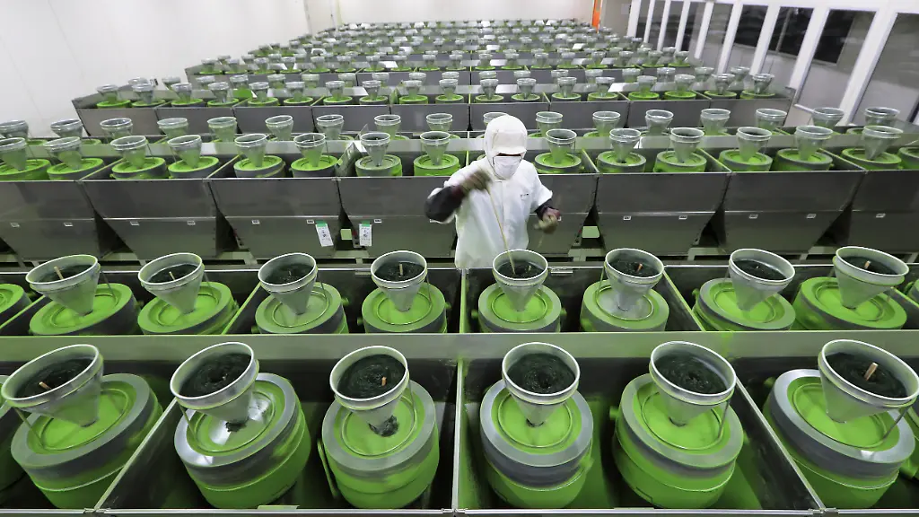 Matcha-is-made-using-stone-mills-at-Marukyu-Koyamaen-a-green-tea-company-in-Uji-City-Kyoto-Prefecture-on-Nov-11-2021