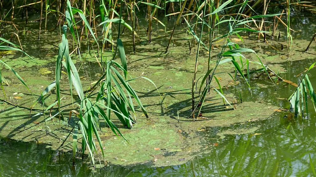 In-einigen-Badegewaessern-haben-sich-Blaualgen-gebildet-die-unter-anderem-Hautreizungen-ausloesen-koennen