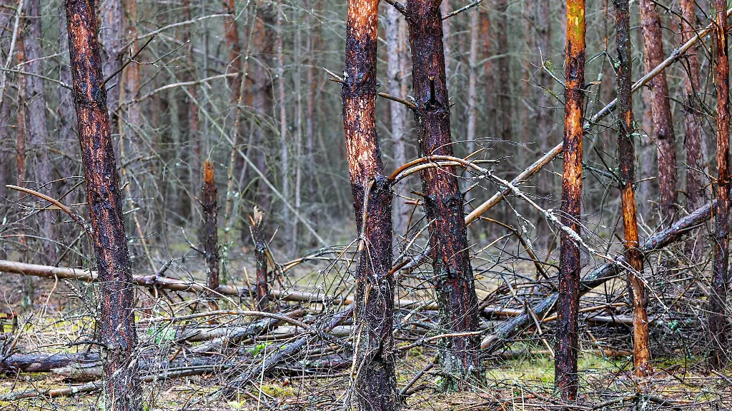 Im-Mueritz-Nationalpark-schwelt-noch-in-einer-Stelle-Feuer-Es-sei-unter-Kontrolle-heisst-es-vom-Nationalparkamt