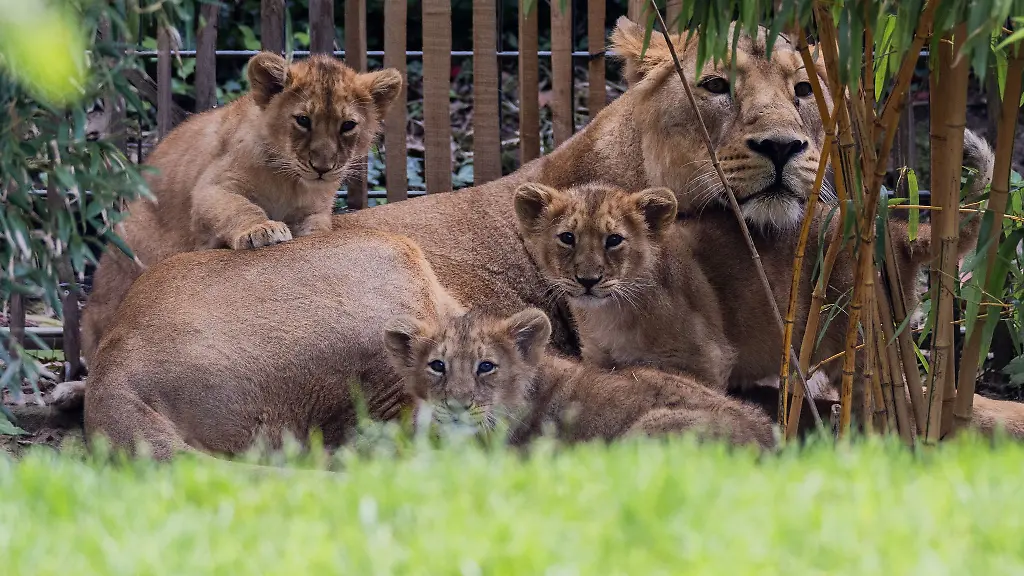 Noch-koennen-Besucherinnen-und-Besucher-den-Nachwuchs-im-Dortmunder-Zoo-nicht-bestaunen
