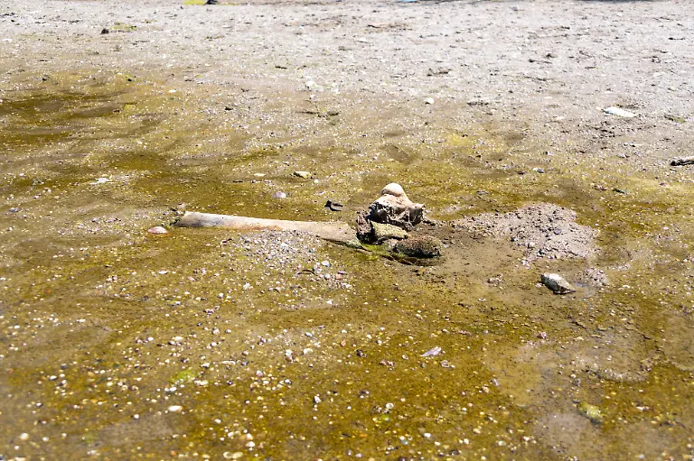 Ueberreste-eines-Mammuts-liegen-am-Donauufer-in-Bulgarien-Wegen-der-extremen-Trockenheit-schrumpfte-das-Flusswasser-und-brachte-Mammutknochen-ans-Licht