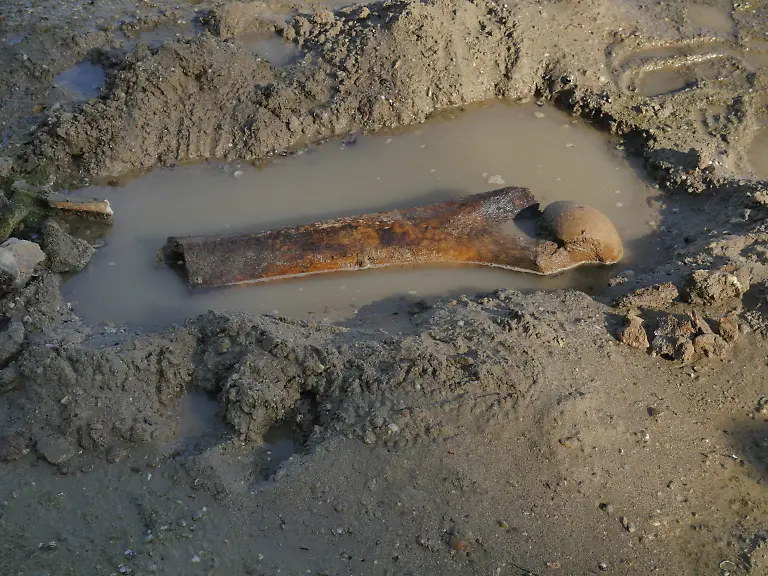 This-handout-photograph-taken-by-Teodor-Mechev-and-released-on-July-30-2026-shows-remains-of-an-ancient-mammoth-as-historically-low-water-levels-on-the-Danube-River-exposed-parts-of-the-riverbed-near-the-village-of-Ryahovo-north-east-of-Rousse-The-Danube-which-runs-from-the-Black-Forest-mountains-of-western-Germany-through-10-countries-to-the-Black-Sea-has-dropped-to-record-low-levels-in-parts-due-to-prolonged-rain-shortages-and-successive-heatwaves-since-May-Woolly-mammoths-co-existed-with-early-humans-who-hunted-the-cold-resistant-herbivores-for-food-and-used-their-tusks-and-bones-as-tools-Specialists-have-so-far-identified-a-jaw-bone-fragments-of-tusks-part-of-a-shoulder-blade-and-a-femur-with-its-articular-head-among-the-stash