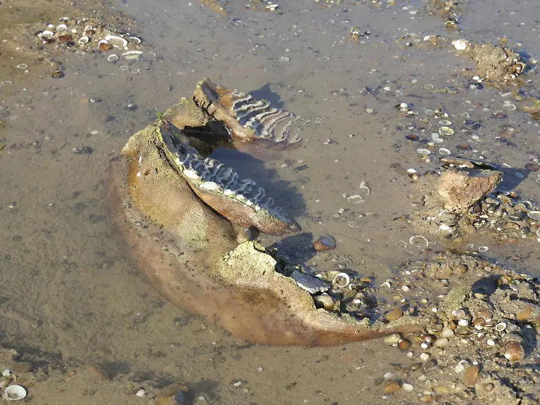 This-handout-photograph-taken-by-Teodor-Mechev-and-released-on-July-30-2026-shows-remains-of-an-ancient-mammoth-as-historically-low-water-levels-on-the-Danube-River-exposed-parts-of-the-riverbed-near-the-village-of-Ryahovo-north-east-of-Rousse-The-Danube-which-runs-from-the-Black-Forest-mountains-of-western-Germany-through-10-countries-to-the-Black-Sea-has-dropped-to-record-low-levels-in-parts-due-to-prolonged-rain-shortages-and-successive-heatwaves-since-May-Woolly-mammoths-co-existed-with-early-humans-who-hunted-the-cold-resistant-herbivores-for-food-and-used-their-tusks-and-bones-as-tools-Specialists-have-so-far-identified-a-jaw-bone-fragments-of-tusks-part-of-a-shoulder-blade-and-a-femur-with-its-articular-head-among-the-stash