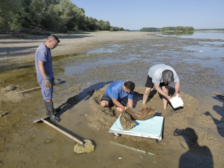 This-handout-photograph-taken-by-Teodor-Mechev-and-released-on-July-30-2026-shows-scientists-from-Rousse-s-Regional-Historical-Museum-examining-remains-of-an-ancient-mammoth-as-historically-low-water-levels-on-the-Danube-River-exposed-parts-of-the-riverbed-near-the-village-of-Ryahovo-north-east-of-Rousse-The-Danube-which-runs-from-the-Black-Forest-mountains-of-western-Germany-through-10-countries-to-the-Black-Sea-has-dropped-to-record-low-levels-in-parts-due-to-prolonged-rain-shortages-and-successive-heatwaves-since-May-Woolly-mammoths-co-existed-with-early-humans-who-hunted-the-cold-resistant-herbivores-for-food-and-used-their-tusks-and-bones-as-tools-Specialists-have-so-far-identified-a-jaw-bone-fragments-of-tusks-part-of-a-shoulder-blade-and-a-femur-with-its-articular-head-among-the-stash