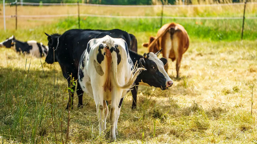 Weidetiere-muessen-an-heissen-Tagen-schattige-Plaetze-aufsuchen-koennen-die-Tierhalter-stehen-in-der-Pflicht-zum-Schutz-ihrer-Tiere