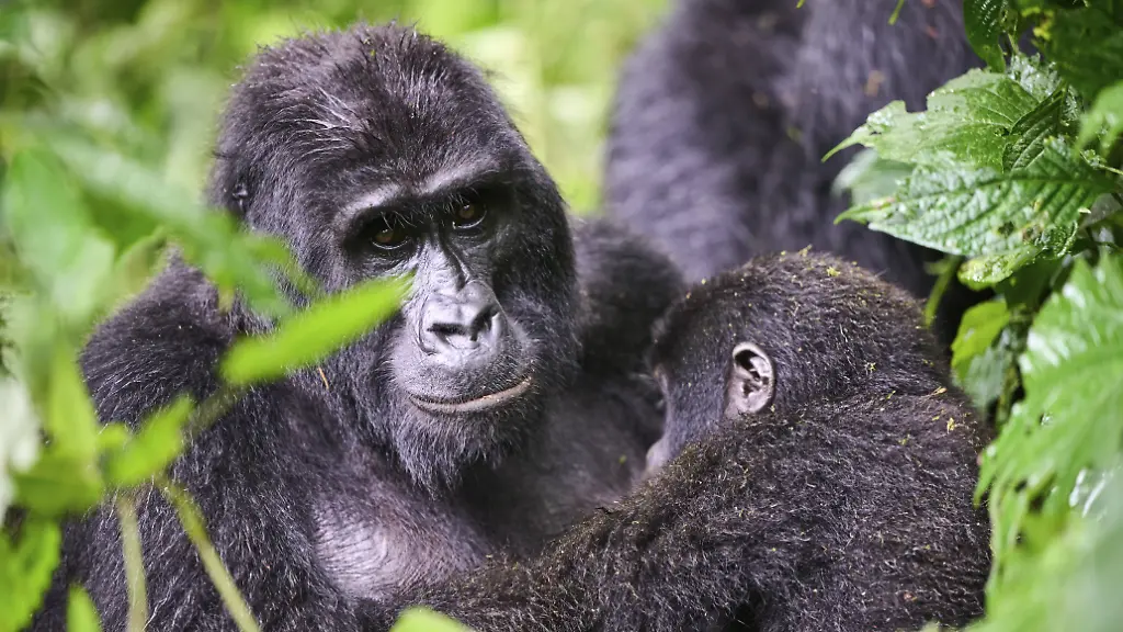 Berggorillaweibchen-Gorilla-beringei-beringei-saeugt-ihr-6-Monate-altes-Baby-Bwindi-Impenetrable-Forest-National-Park-Uganda-Vom-Aussterben-bedroht-Mountain-gorilla-Gorilla-beringei-beringei-female-nursing-her-6-months-old-baby-Bwindi-Impenetrable-Forest-National-Park-Uganda-Endangered-Copyright-imageBROKER-EricxBaccega-iblecb14106611
