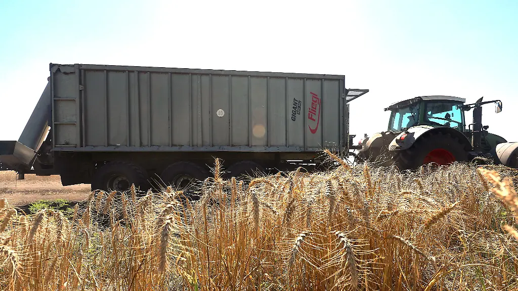 A-tractor-towing-a-trailer-is-in-the-field-of-Gagarin-Agricultural-Firm-LLC-at-harvest-time-in-Kharkiv-region-Ukraine-on-August-3-2026-Photo-by-Viacheslav-Madiievskyi-Ukrinform-ABACAPRESS