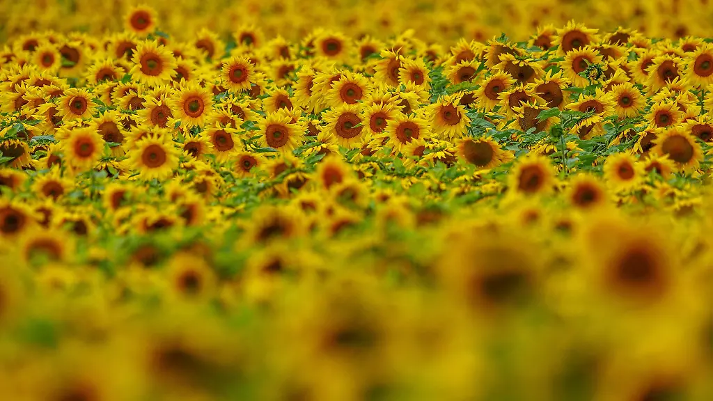 Der-Anbau-von-Sonnenblumen-hat-2026-einen-deutlichen-Aufschwung-erlebt
