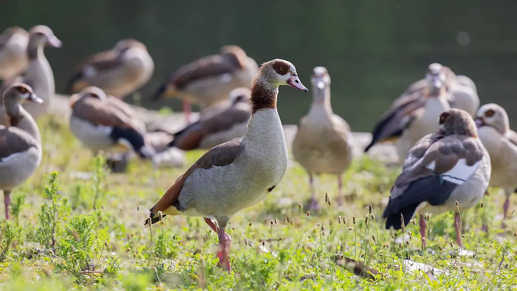 Laut-EU-Verordnung-gilt-die-Nilgans-seit-2017-als-invasive-gebietsfremde-Art