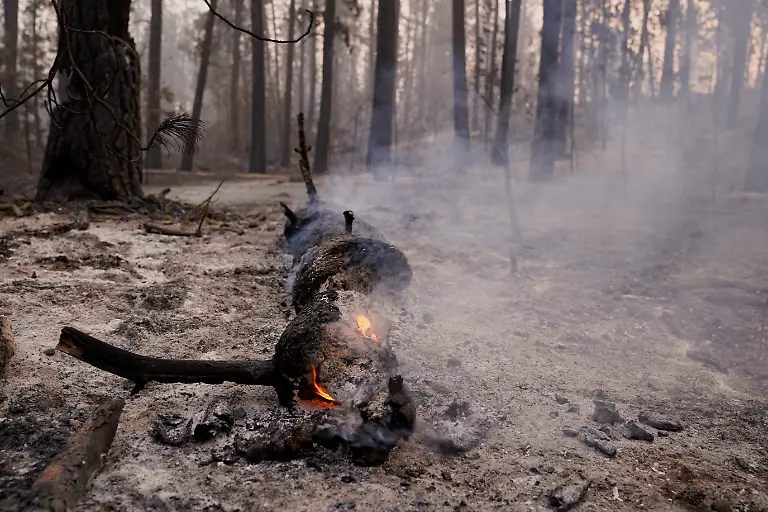 Smoke-rises-from-a-tree-in-the-area-burned-by-the-Old-Trails-Fire-wildfire-in-Spokane-Washington-U-S-August-4-2026