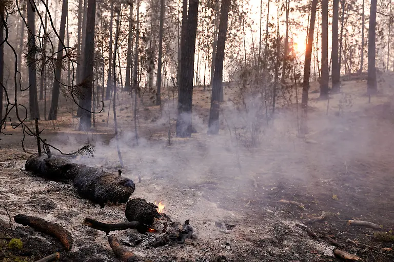 Smoke-rises-from-a-tree-in-the-area-burned-by-the-Old-Trails-Fire-wildfire-in-Spokane-Washington-U-S-August-4-2026