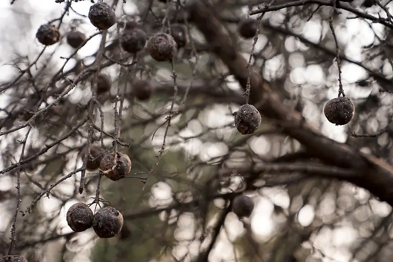 Charred-apples-hang-from-a-burned-tree-at-the-house-of-Jeff-Clauson-which-was-burned-by-the-Old-Trails-Fire-in-Spokane-Washington-U-S-August-4-2026