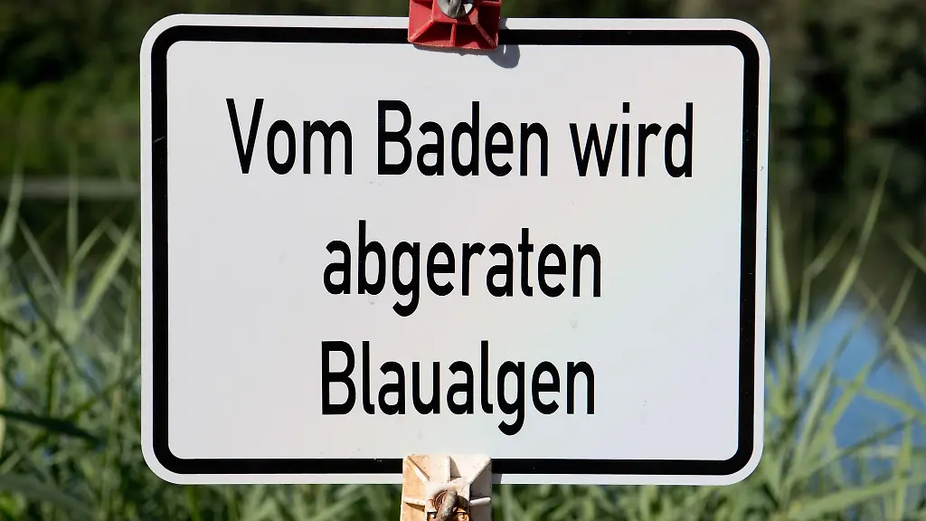 Vor-einem-Bad-im-Stausee-Quitzdorf-wird-wegen-Blaualgen-gewarnt-Symbolbild