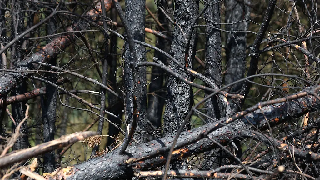 Anhaltende-Trockenheit-laesst-die-Gefahr-vor-Waldbraenden-im-Land-steigen