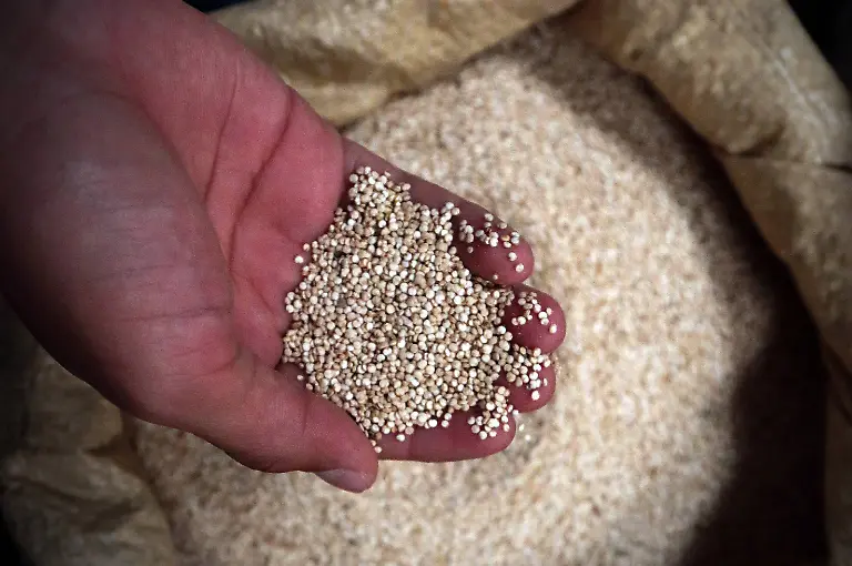 Image-taken-on-Aug-26-2015-shows-a-seller-holding-quinoa-in-his-hand-at-San-Roque-Market-in-Quito-capital-of-Ecuador-Quinoa-a-species-of-goosefoot-is-a-grain-crop-grown-primarily-for-its-edible-seeds-The-undemanding-and-altitude-hardy-plant-originally-grown-in-Bolivia-Ecuador-and-Peru-has-a-planting-history-of-5-000-to-7-000-years-Scientific-research-shows-quinoa-has-great-nutritional-value-It-is-high-in-essential-amino-acids-minerals-vitamins-and-good-fatty-acids-and-can-boost-immunity-The-United-Nations-declared-2013-the-International-Year-of-Quinoa-to-recognize-its-nutritional-ecological-and-economic-benefits