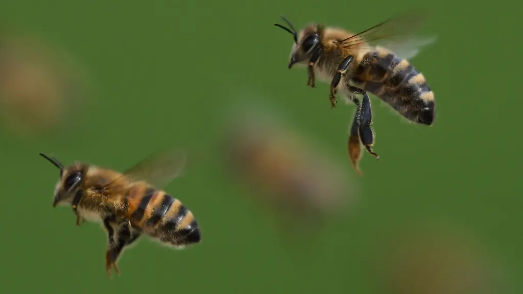 Ein-32-Jaehriger-schlaegt-im-Streit-gegen-einen-Bienenstock-die-Tiere-greifen-Erntehelferinnen-an-jetzt-ermittelt-die-Polizei
