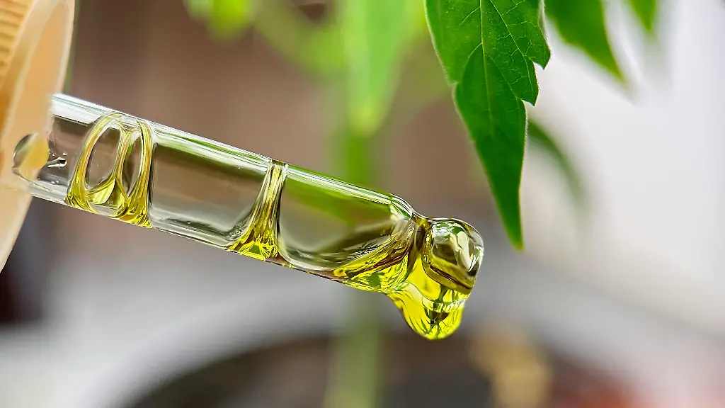 Close-up-of-Eyedropper-with-CBD-or-THC-oil-drop-from-medical-marijuana-alternative-medicine