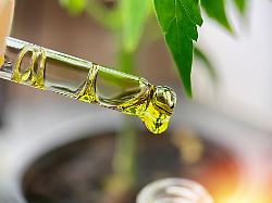 Close Up Of Eyedropper With CBD Or THC Oil Drop From Medical Marijuana Alternative Medicine
