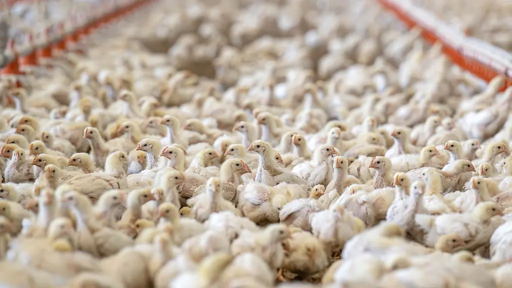 Besonders-Schweine-und-Gefluegel-leiden-unter-hohen-Temperaturen-weil-sie-nicht-schwitzen-koennen