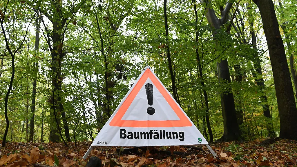 Beim-Umdruecken-rutschte-die-Buche-am-Hang-ab-und-streifte-dabei-einen-abgestorbenen-Baum