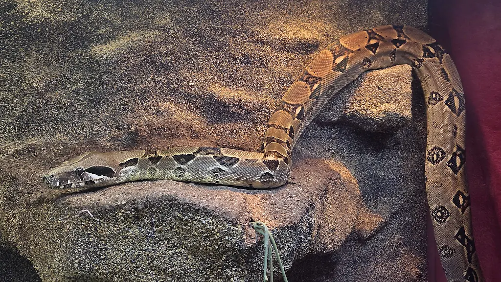 Eine-Boa-constrictor-ist-in-einem-Garten-in-Krefeld-gefunden-worden