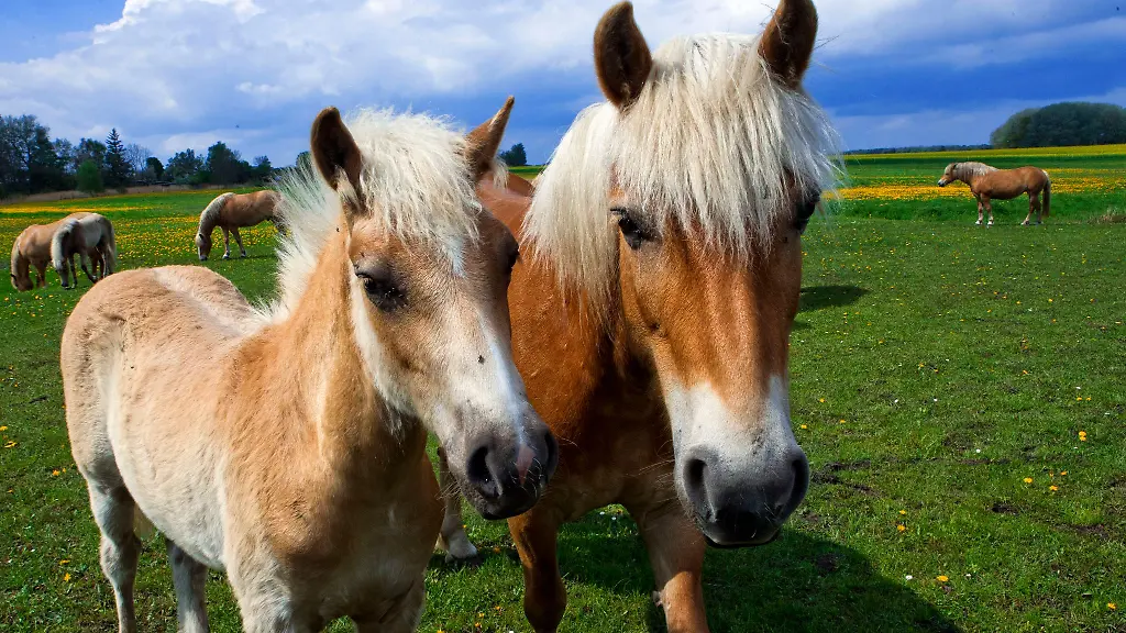 Die-aus-dem-Alpenraum-stammenden-Haflinger-finden-im-Thueringer-Wald-ideale-Bedingungen-und-werden-im-Gestuet-Meura-artgerecht-gehalten