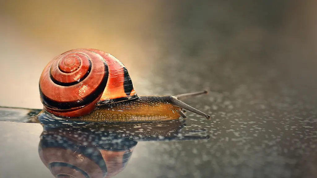 Hain-Baenderschnecke-Cepaea-nemoralis-Schnirkelschnecke-mit-Spiegelung