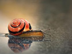 Hain Baenderschnecke Cepaea Nemoralis Schnirkelschnecke Mit Spiegelung