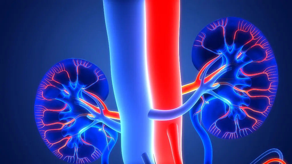 3D-Illustration-Concept-of-Human-Urinary-System-Kidneys-Anatomy