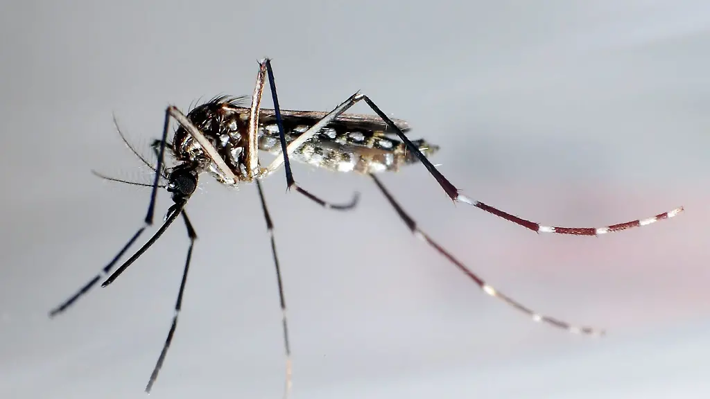 Die-Asiatische-Tigermuecke-uebertraegt-Krankheiten-wie-Dengue-Fieber-Gelbfieber-und-Zika-Fieber