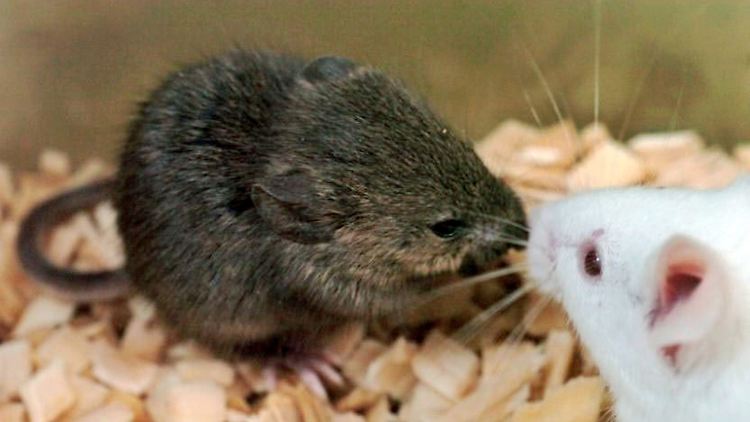 Mäuse sind für Tierversuche sehr beliebt.