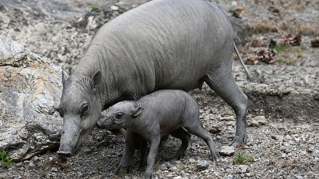 Das-vor-kurzem-geborene-Ferkel-Peri-erkundet-mit-seiner-Mutter-Dua-Hati-sein-Gehege