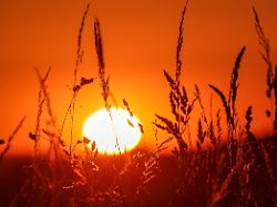 Bis zu 40 Grad: Dieser Extrem-Sommer bringt weitere Hitzewellen