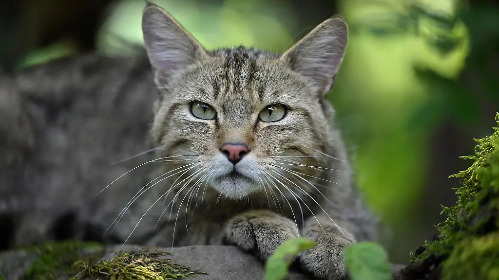 Die-Europaeische-Wildkatze-kann-optisch-leicht-mit-Hauskatzen-verwechselt-werden