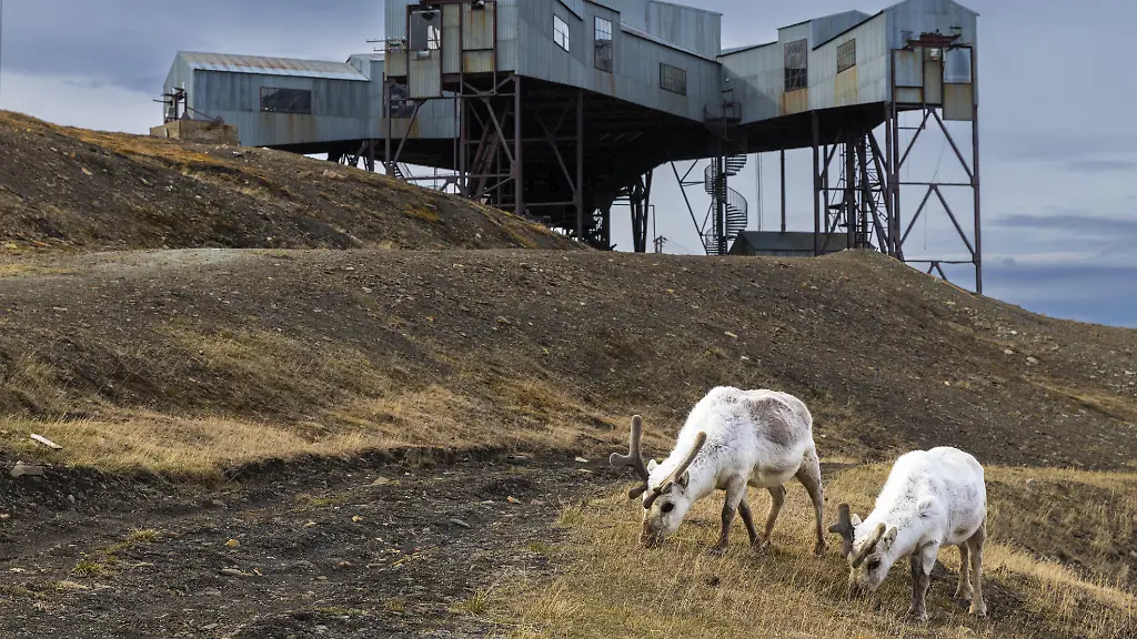 Spitzbergen-Ren-Rangifer-tarandus-platyrhynchus-vor-Taubanestralen-Transport-Seilbahn-Kohleverteilungsseilbahn-Saeugetiere-Mammalia-Longyearbyen-Spitzbergen-Svalbard