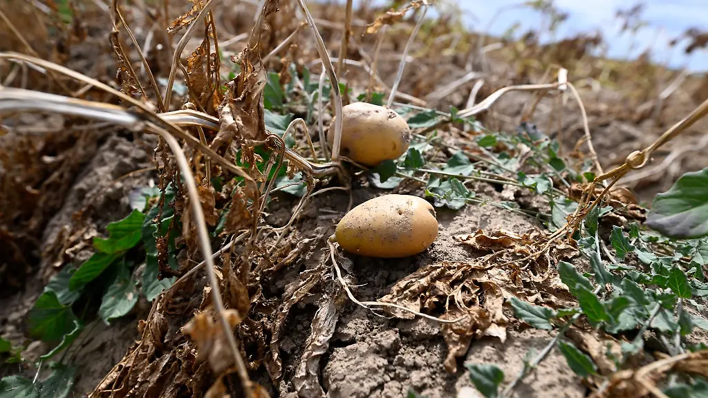 Zwei-Kartoffeln-liegen-in-einem-Feld-welches-nicht-beregnet-wurde