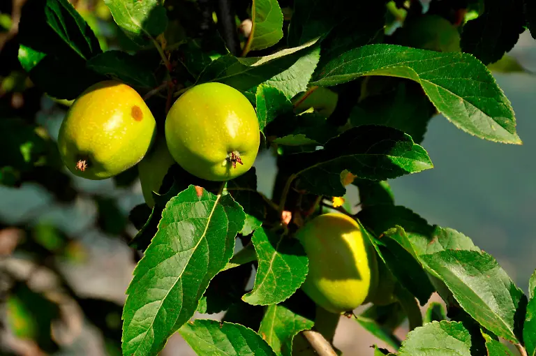 Malus-sylvestris-apple-AndreaInnocenti-REDA-CO-1028-13-AIN1809
