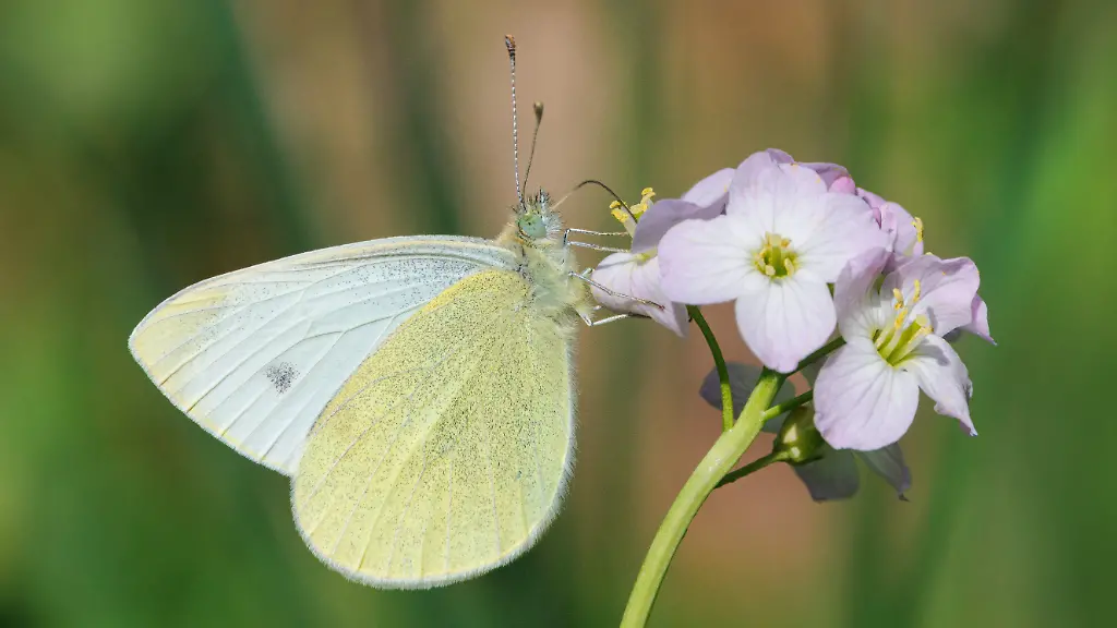 Karstweissling-Karst-Weissling-Pieris-mannii-trinkt-Nektar-an-Wiesenschaumkrautbluete-Deutschland-Bayern-Southern-Small-White-Pieris-mannii-drinking-nectar-from-Cuckoo-Flower-Germany-Bavaria