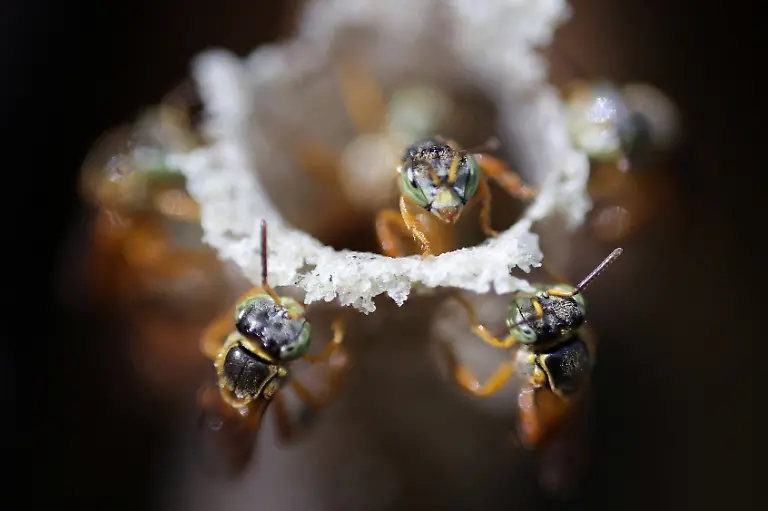 Jatai-bees-move-at-the-entrance-of-a-nest-at-Ytu-village-in-the-Jaragua-Indigenous-Territory-Sao-Paulo-Brazil-March-30-2026-The-care-of-stingless-bees-known-as-meliponiculture-differs-from-beekeeping-in-places-like-Europe-and-North-America-Meliponiculture-produces-smaller-quantities-of-often-more-highly-prized-honey-REUTERS-Amanda-Perobelli-SEARCH-PEROBELLI-BRAZIL-BEES-FOR-THIS-STORY-SEARCH-WIDER-IMAGE-FOR-ALL-STORIES