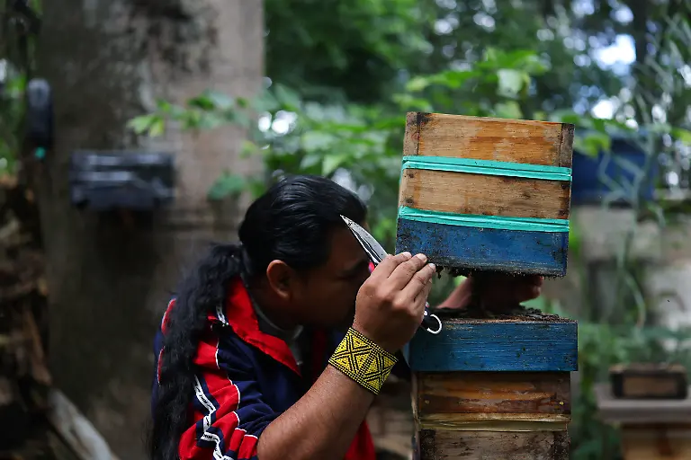 Marcio-Karai-an-Indigenous-leader-and-beekeeper-opens-a-box-holding-Urucu-Amarela-bees-as-he-prepares-to-collect-wax-and-honey-for-the-Nhemongarai-the-baptism-ritual-in-the-meliponary-by-his-house-at-Ytu-village-at-the-Jaragua-Indigenous-Territory-Sao-Paulo-Brazil-January-20-2026-Our-elders-are-very-concerned-about-the-disappearance-of-these-native-species-that-they-have-always-worked-with-always-had-close-at-hand-and-that-are-becoming-increasingly-scarce-today-Karai-said-REUTERS-Amanda-Perobelli-SEARCH-PEROBELLI-BRAZIL-BEES-FOR-THIS-STORY-SEARCH-WIDER-IMAGE-FOR-ALL-STORIES