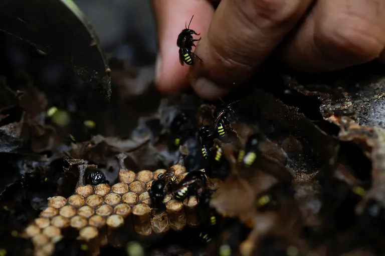 A-native-stingless-Mandacaia-bee-walks-on-the-finger-of-Marcio-Karai-an-Indigenous-leader-and-beekeeper-in-a-wooden-box-in-the-Jaragua-Indigenous-Territory-in-Sao-Paulo-Brazil-January-8-2024-Our-elders-are-very-concerned-about-the-disappearance-of-these-native-species-that-they-have-always-worked-with-always-had-close-at-hand-and-that-are-becoming-increasingly-scarce-today-Karai-said-REUTERS-Amanda-Perobelli-SEARCH-PEROBELLI-BRAZIL-BEES-FOR-THIS-STORY-SEARCH-WIDER-IMAGE-FOR-ALL-STORIES