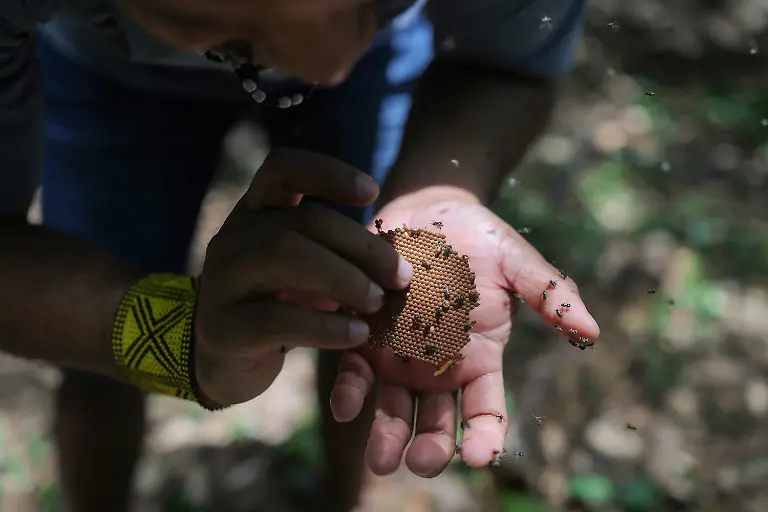 Marcio-Karai-an-Indigenous-leader-and-beekeeper-holds-a-nest-of-Mirim-bees-as-he-transfers-it-to-a-box-at-a-collective-meliponary-in-Yvy-Pora-village-in-the-Jaragua-Indigenous-Territory-Sao-Paulo-Brazil-January-12-2026-Our-elders-are-very-concerned-about-the-disappearance-of-these-native-species-that-they-have-always-worked-with-always-had-close-at-hand-and-that-are-becoming-increasingly-scarce-today-Karai-said-REUTERS-Amanda-Perobelli-SEARCH-PEROBELLI-BRAZIL-BEES-FOR-THIS-STORY-SEARCH-WIDER-IMAGE-FOR-ALL-STORIES