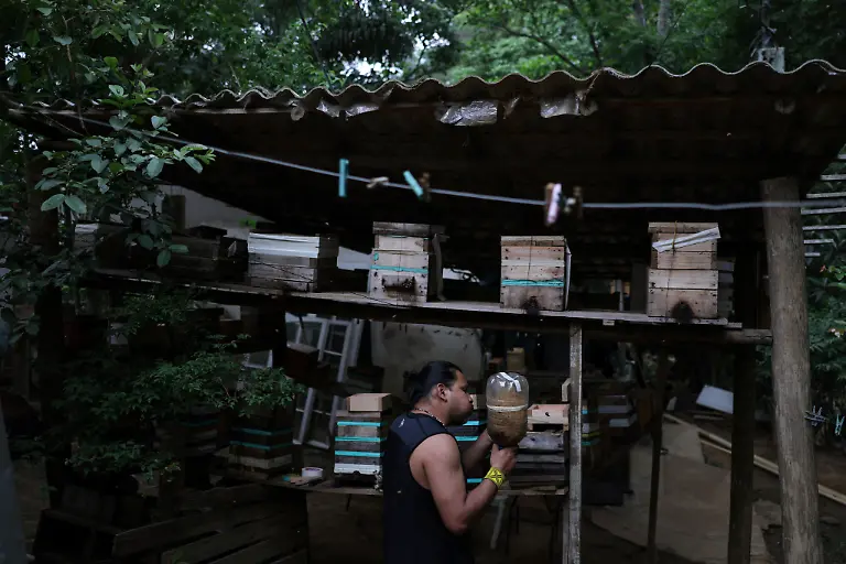 Marcio-Karai-an-Indigenous-leader-and-beekeeper-prepares-to-transfer-a-nest-in-the-meliponary-by-his-house-in-Ytu-village-in-the-Jaragua-Indigenous-Territory-Sao-Paulo-Brazil-November-15-2025-The-care-of-stingless-bees-known-as-meliponiculture-differs-from-beekeeping-in-places-like-Europe-and-North-America-Meliponiculture-produces-smaller-quantities-of-often-more-highly-prized-honey-REUTERS-Amanda-Perobelli-SEARCH-PEROBELLI-BRAZIL-BEES-FOR-THIS-STORY-SEARCH-WIDER-IMAGE-FOR-ALL-STORIES