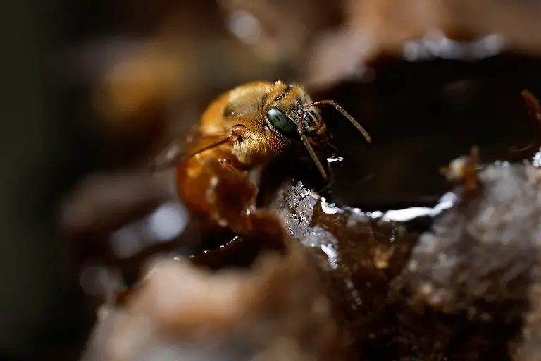 A-native-stingless-Urucu-Amarela-bee-feeds-on-honey-on-a-honeycomb-in-a-wooden-box-at-Ytu-village-in-the-Jaragua-Indigenous-Territory-Sao-Paulo-Brazil-January-8-2025-The-care-of-stingless-bees-known-as-meliponiculture-differs-from-beekeeping-in-places-like-Europe-and-North-America-Meliponiculture-produces-smaller-quantities-of-often-more-highly-prized-honey-REUTERS-Amanda-Perobelli-SEARCH-PEROBELLI-BRAZIL-BEES-FOR-THIS-STORY-SEARCH-WIDER-IMAGE-FOR-ALL-STORIES