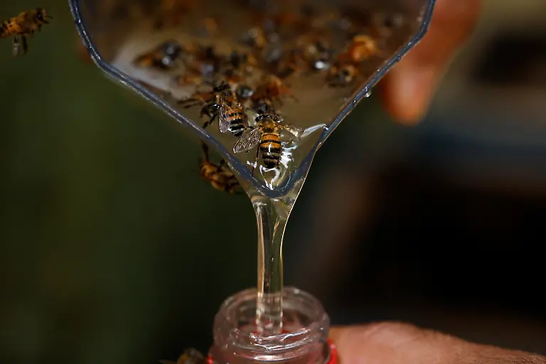 Marcio-Karai-an-Indigenous-leader-and-stingless-beekeeper-transfers-newly-collected-honey-to-a-bottle-at-Ytu-village-in-the-Jaragua-Indigenous-Territory-Sao-Paulo-Brazil-January-8-2025-The-care-of-stingless-bees-known-as-meliponiculture-differs-from-beekeeping-in-places-like-Europe-and-North-America-Meliponiculture-produces-smaller-quantities-of-often-more-highly-prized-honey-REUTERS-Amanda-Perobelli-SEARCH-PEROBELLI-BRAZIL-BEES-FOR-THIS-STORY-SEARCH-WIDER-IMAGE-FOR-ALL-STORIES