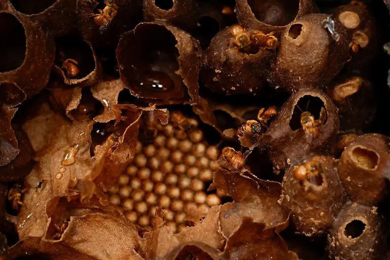 Native-stingless-Urucu-Amarela-bees-walk-on-a-nest-and-honeycombs-in-a-wooden-box-at-Ytu-village-in-the-Jaragua-Indigenous-Territory-in-Sao-Paulo-Brazil-January-8-2025-Scientists-have-identified-some-300-species-of-stingless-bees-in-Brazil-but-it-is-possible-others-have-died-out-due-to-the-ecological-damage-caused-by-agricultural-expansion-said-Osmar-Malaspina-the-coordinator-of-a-research-group-on-ecotoxicology-and-bee-conservation-at-the-Universidade-Estadual-Paulista-REUTERS-Amanda-Perobelli-SEARCH-PEROBELLI-BRAZIL-BEES-FOR-THIS-STORY-SEARCH-WIDER-IMAGE-FOR-ALL-STORIES